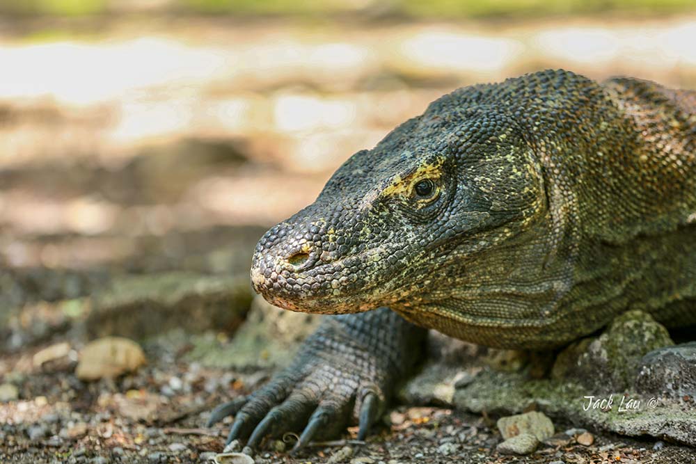 Pulau Komodo